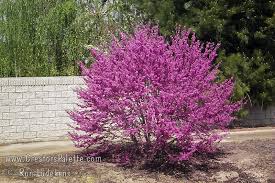 Cercis occidentalis  Western Redbud Low Branch - 24" Box 