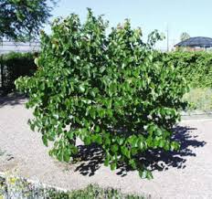 Cercis occidentalis  Western Redbud Low Branch - 24" Box 