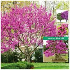 Cercis occidentalis  Western Redbud Low Branch - 24" Box 
