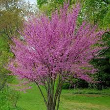 Cercis occidentalis  Western Redbud Low Branch - 24" Box 