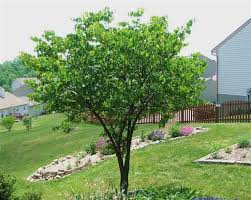 Cercis occidentalis  Western Redbud Low Branch - 24" Box 