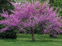 Cercis occidentalis  Western Redbud Low Branch - 24" Box 