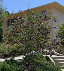 Cercis occidentalis  Western Redbud Low Branch - 24" Box 