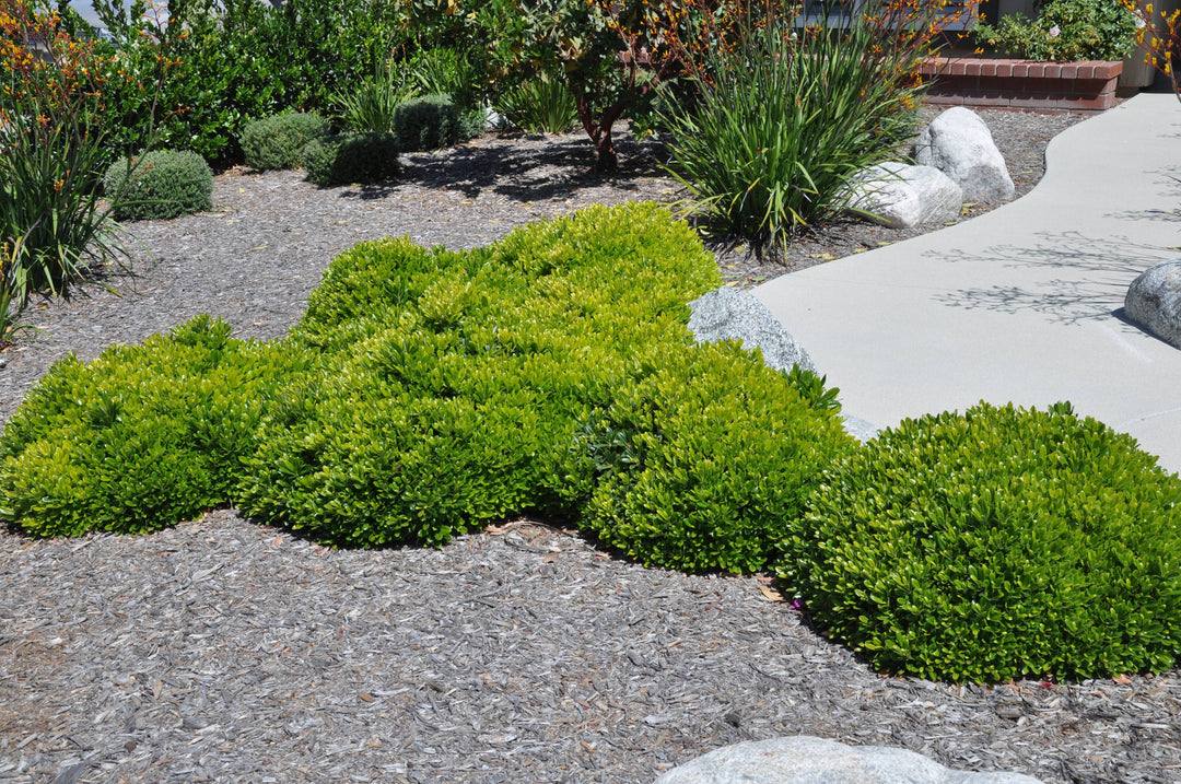 Wheeler's Dwarf Japanese Pittosporum - 5 Gallon