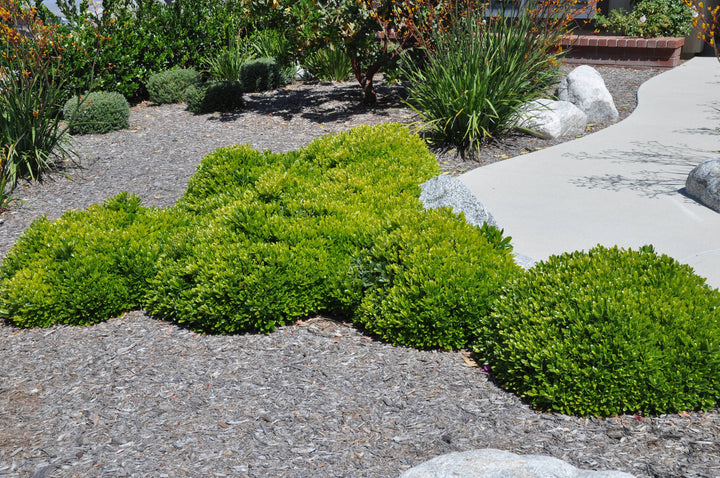 Wheeler's Dwarf Japanese Pittosporum - 5 Gallon