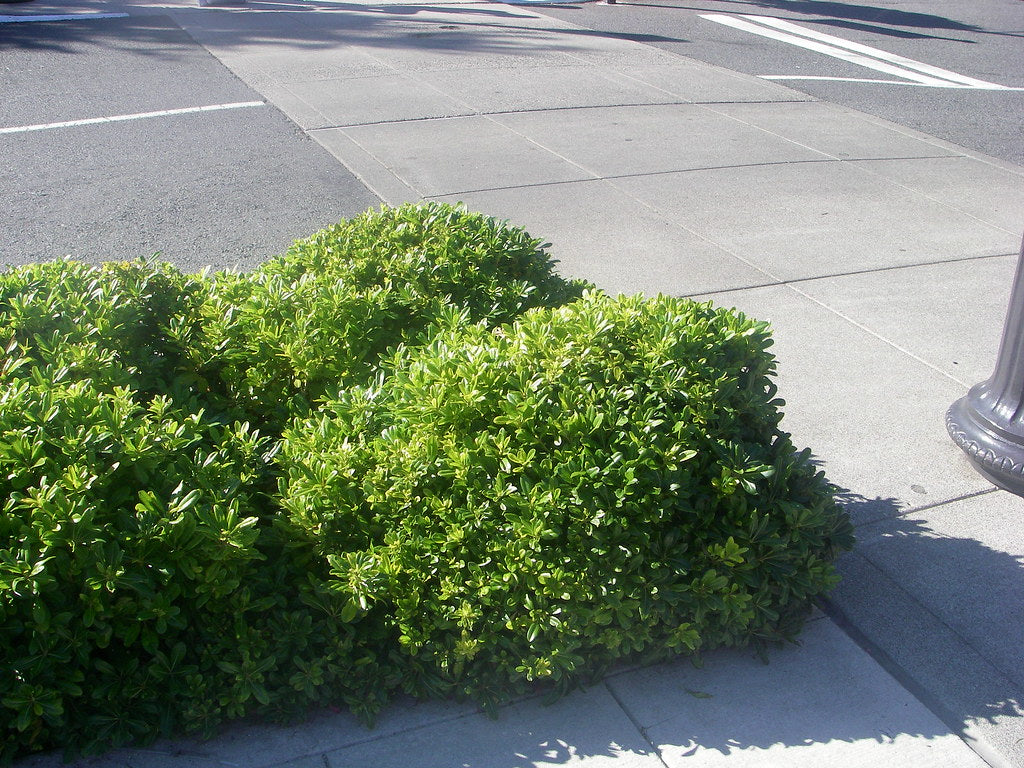 Wheeler's Dwarf Japanese Pittosporum - 5 Gallon