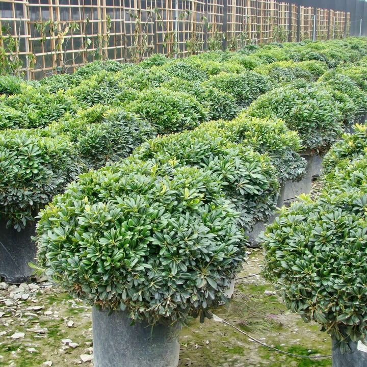 Wheeler's Dwarf Japanese Pittosporum - 5 Gallon