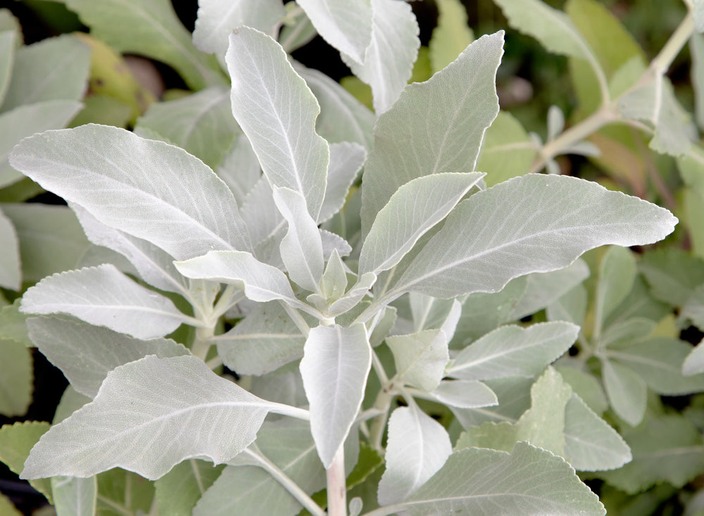 California White Sage, Salvia Apiana - 5 Gallon