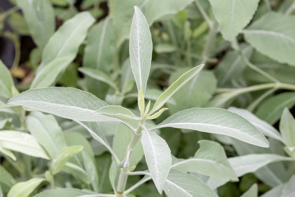 California White Sage, Salvia Apiana - 5 Gallon