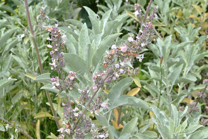 California White Sage, Salvia Apiana - 5 Gallon