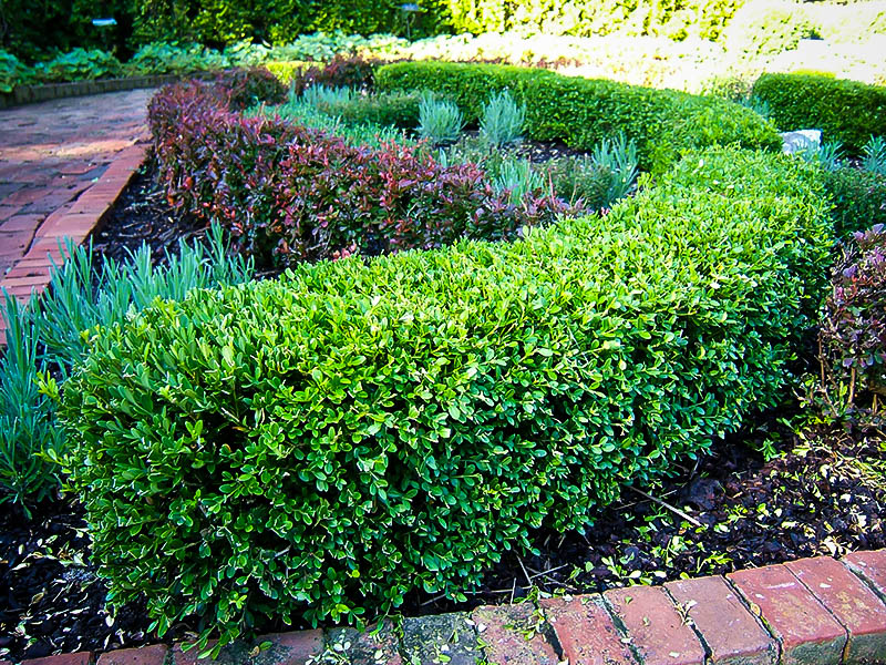 Japenese Boxwood 'Winter Gem' - 5 Gallon