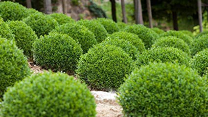Japenese Boxwood 'Winter Gem' - 5 Gallon