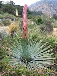 Yucca whipplei (Hesperoyucca w.) Our Lord's Candle - 5 Gallon