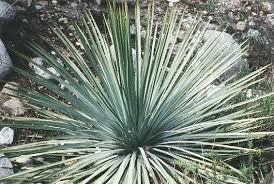 Yucca whipplei (Hesperoyucca w.) Our Lord's Candle - 5 Gallon